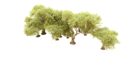 Green forest isolated on background. 3d rendering - illustration png