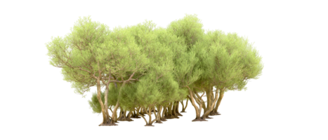 Green forest isolated on background. 3d rendering - illustration png