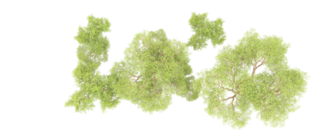 vert forêt isolé sur Contexte. 3d le rendu - illustration png