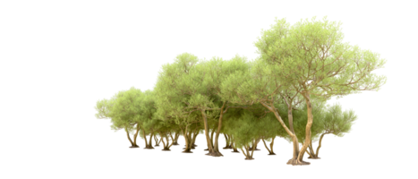 Green forest isolated on background. 3d rendering - illustration png