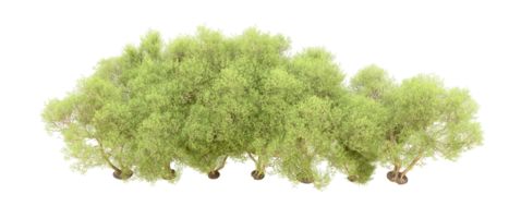 verde foresta isolato su sfondo. 3d interpretazione - illustrazione png