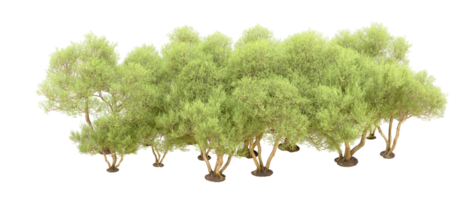 Green forest isolated on background. 3d rendering - illustration png