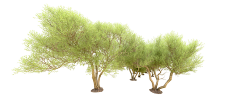 vert forêt isolé sur Contexte. 3d le rendu - illustration png