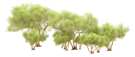 Green forest isolated on background. 3d rendering - illustration png