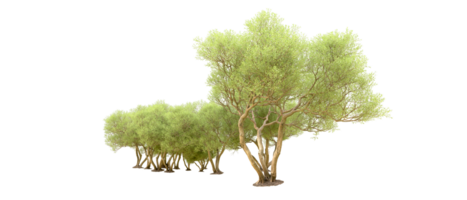 Green forest isolated on background. 3d rendering - illustration png