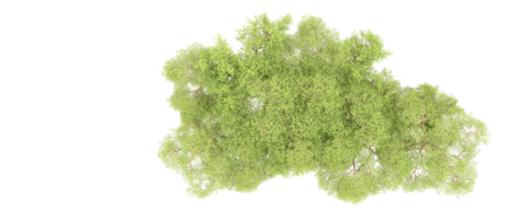 vert forêt isolé sur Contexte. 3d le rendu - illustration png