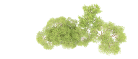 grön skog isolerat på bakgrund. 3d tolkning - illustration png