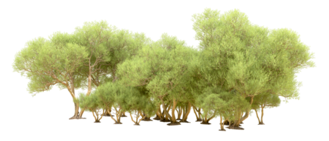 Green forest isolated on background. 3d rendering - illustration png