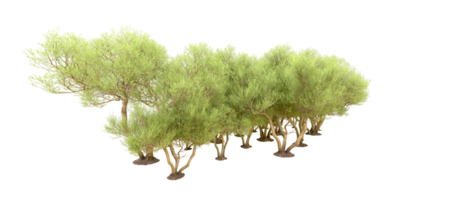 Green forest isolated on background. 3d rendering - illustration png