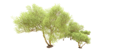 grön skog isolerat på bakgrund. 3d tolkning - illustration png