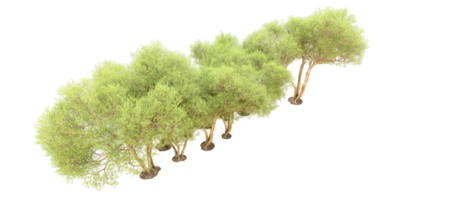 Green forest isolated on background. 3d rendering - illustration png