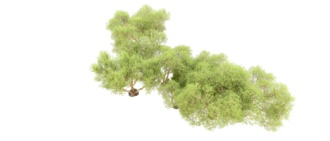 groen Woud geïsoleerd Aan achtergrond. 3d renderen - illustratie png