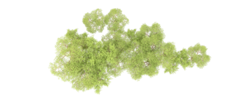 groen Woud geïsoleerd Aan achtergrond. 3d renderen - illustratie png