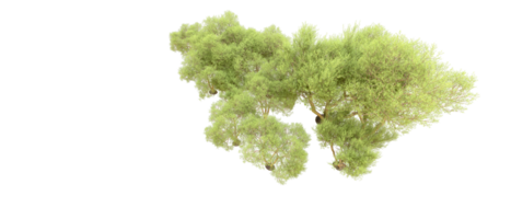 vert forêt isolé sur Contexte. 3d le rendu - illustration png