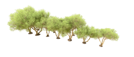 Green forest isolated on background. 3d rendering - illustration png