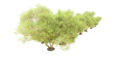 Grün Wald isoliert auf Hintergrund. 3d Rendern - - Illustration png