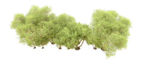 verde foresta isolato su sfondo. 3d interpretazione - illustrazione png