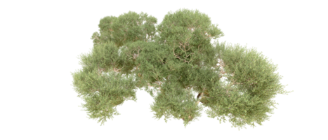 vert forêt isolé sur Contexte. 3d le rendu - illustration png