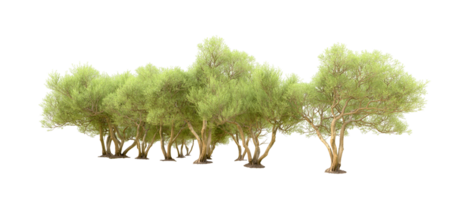 Green forest isolated on background. 3d rendering - illustration png