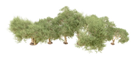 vert forêt isolé sur Contexte. 3d le rendu - illustration png