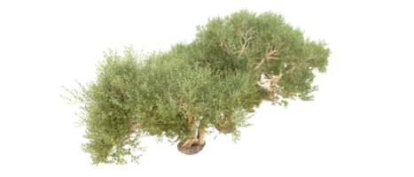 vert forêt isolé sur Contexte. 3d le rendu - illustration png