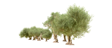 vert forêt isolé sur Contexte. 3d le rendu - illustration png