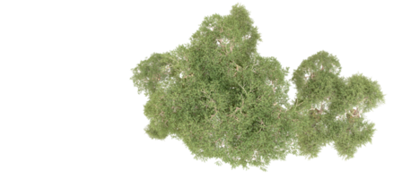 groen Woud geïsoleerd Aan achtergrond. 3d renderen - illustratie png