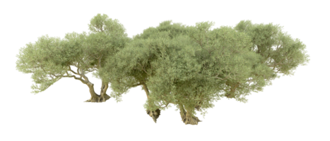 verde foresta isolato su sfondo. 3d interpretazione - illustrazione png