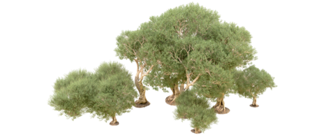 vert forêt isolé sur Contexte. 3d le rendu - illustration png