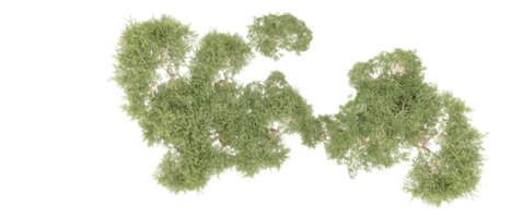 verde floresta isolado em fundo. 3d Renderização - ilustração png