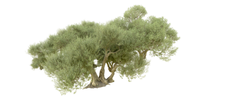 groen Woud geïsoleerd Aan achtergrond. 3d renderen - illustratie png