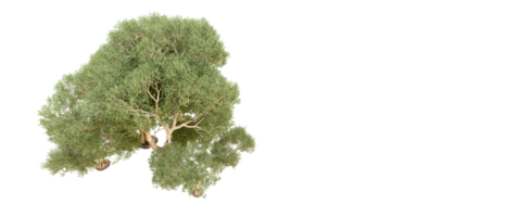 vert forêt isolé sur Contexte. 3d le rendu - illustration png