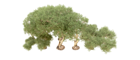 grön skog isolerat på bakgrund. 3d tolkning - illustration png