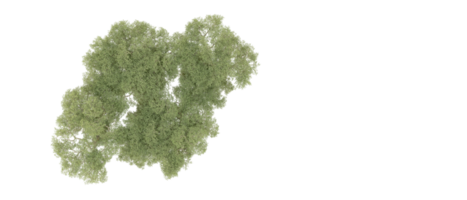 Grün Wald isoliert auf Hintergrund. 3d Rendern - - Illustration png