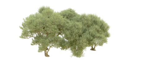 vert forêt isolé sur Contexte. 3d le rendu - illustration png