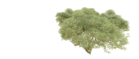 verde foresta isolato su sfondo. 3d interpretazione - illustrazione png