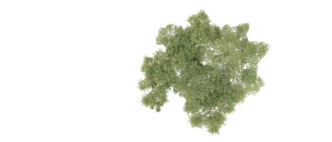 verde foresta isolato su sfondo. 3d interpretazione - illustrazione png