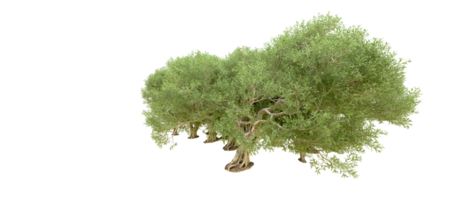 verde foresta isolato su sfondo. 3d interpretazione - illustrazione png