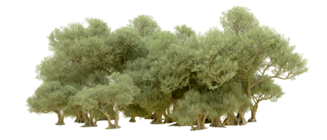 Green forest isolated on background. 3d rendering - illustration png