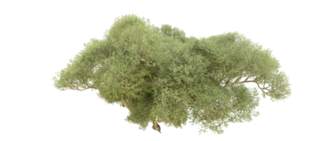 verde foresta isolato su sfondo. 3d interpretazione - illustrazione png