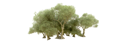 vert forêt isolé sur Contexte. 3d le rendu - illustration png