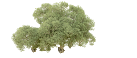 vert forêt isolé sur Contexte. 3d le rendu - illustration png