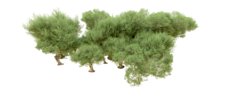 Grün Wald isoliert auf Hintergrund. 3d Rendern - - Illustration png