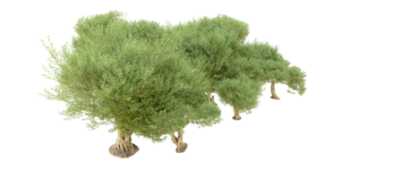 Grün Wald isoliert auf Hintergrund. 3d Rendern - - Illustration png