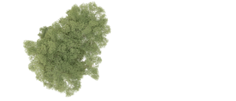 groen Woud geïsoleerd Aan achtergrond. 3d renderen - illustratie png