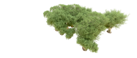 verde foresta isolato su sfondo. 3d interpretazione - illustrazione png