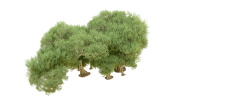 verde floresta isolado em fundo. 3d Renderização - ilustração png