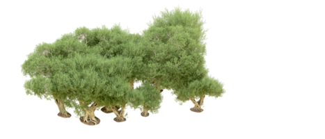 verde floresta isolado em fundo. 3d Renderização - ilustração png