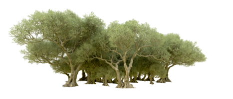 verde foresta isolato su sfondo. 3d interpretazione - illustrazione png