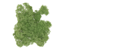 Green forest isolated on background. 3d rendering - illustration png